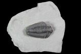 Calymene Niagarensis Trilobite - New York #99016-1